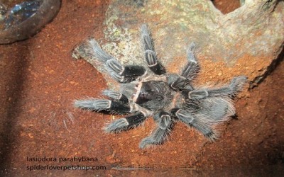 lasiodora parahybana female Juvie tarantula